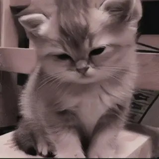 🍄 245e4c5b kat, kitten, schattig, lief, huisdier, katachtig, dier, klein telegram sticker