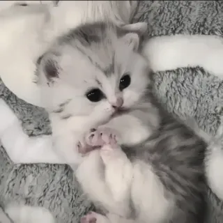 🍄 2576b08e kitten, schattig, kat, huisdier, dier, huiselijk telegram sticker