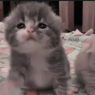 🍄 2db97ea6 kitten, kat, schattig, dier, huisdier, huiskat telegram sticker