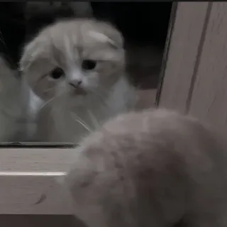 🍄 2f2b3638 kat, kitten, spiegel, reflectie, schattig, dier, huisdier telegram sticker