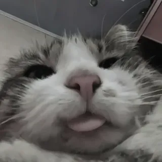 🍄 4161030d kat, tong, dier, huisdier, schattig, huisdier telegram sticker