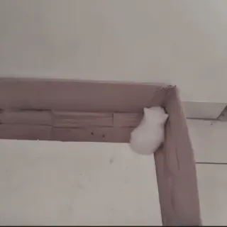 🍄 43adaa9d telegram sticker