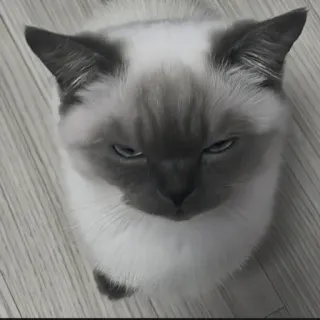 🍄 440cf1c1 kat, dier, huisdier, katachtig, siamees, schattig telegram sticker