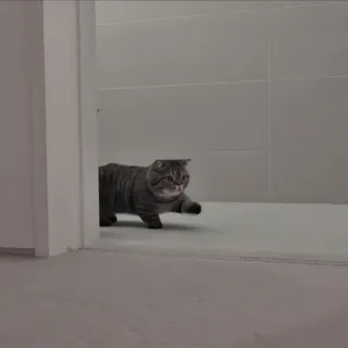 🍄 46ae594e kat, huisdier, dier, tam, katachtig, grijs telegram sticker