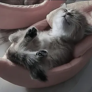 🍄 4d91c538 kitten, kat, slapen, huisdier, dier, schattig telegram sticker