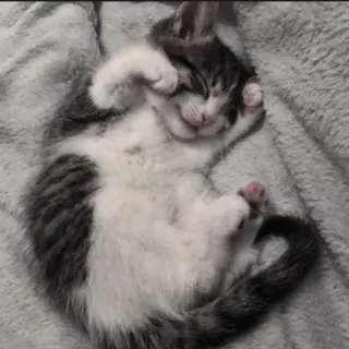 🍄 579b68b5 kitten, kat, slapen, schattig, lief, huisdier telegram sticker