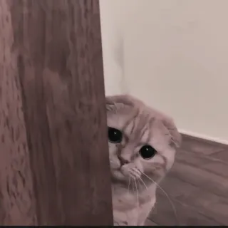 🍄 5c34458e kat, schattig, dier, huisdier, piepen, ogen telegram sticker