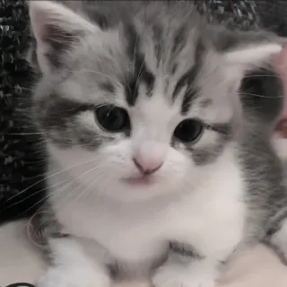 🍄 5d45a115 kitten, kat, schattig, dier, huisdier, tam telegram sticker