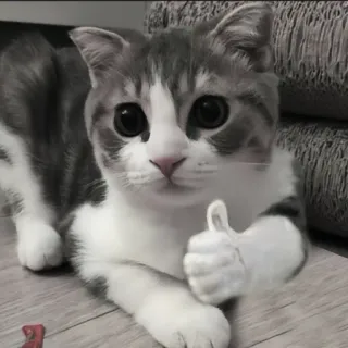 🍄 6071fd4f kat, duim omhoog, dier, kitten, schattig, positief telegram sticker