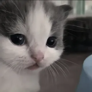 🍄 60863c32 kitten, kat, huisdier, dier, schattig, katachtig telegram sticker