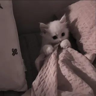 🍄 62e06311 kat, kitten, witte kat, schattig, dier, huisdier telegram sticker