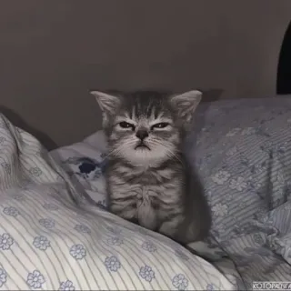 🍄 646d5355 kat, kitten, dier, huisdier, schattig, slaperig, grappig telegram sticker