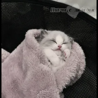 🍄 67de2c1e Пиши с любовью kat, schattig, kitten, slapen, deken, huisdier, liefde telegram sticker