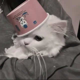 🍄 6936ccbd kat, schattig, huisdier, dier, grappig, witte kat, hoed telegram sticker