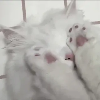 🍄 6ae8aec1 kat, witte kat, fluffy, dier, huisdier telegram sticker