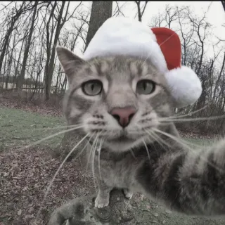 🍄 6c332cf9 kat, kerst, kerstmuts, huisdier, dier, schattig, feestdag telegram sticker