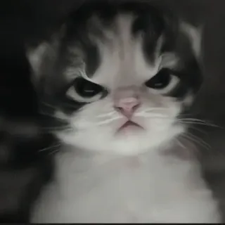 🍄 6c4e608b kat, kitten, boos, knorrig, huisdier, dier, schattig telegram sticker