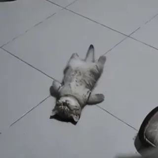 🍄 6d95163f kat, dier, huisdier, lui, huisdier telegram sticker