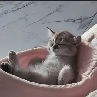 🍄 73002a3a kitten, kat, slapen, schattig, huisdier, dier telegram sticker