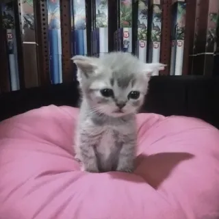 🍄 7441cb97 kitten, kat, schattig, dier, huisdier, grijs telegram sticker