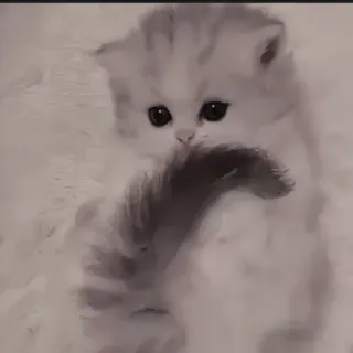 🍄 752e7b53 kitten, kat, huisdier, dier, schattig, pluizig telegram sticker