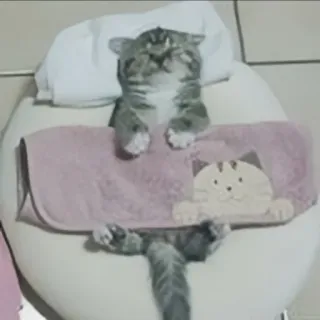 🍄 76b5a49a kat, kitten, schattig, dier, huiskat, huisdier telegram sticker