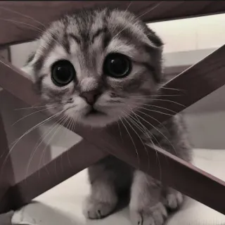 🍄 78ad06b4 kat, kitten, schattig, dier, huisdier, katachtig telegram sticker