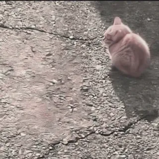 🍄 7a23d3a8 kat, dier, kitten, huisdier, katachtig, slapen telegram sticker