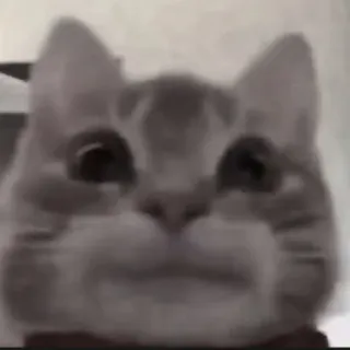 🍄 7ae049ff kat, dier, meme, huisdier, grappig, schattig telegram sticker