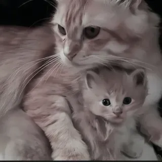🍄 7c87ca18 kat, kitten, moeder, familie, schattig, huisdier, dier telegram sticker