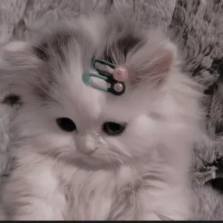 🍄 7cd8189e kat, kitten, huisdier, dier, schattig, fluffy, haarclip telegram sticker