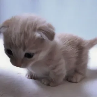 🍄 7dbf212f kitten, kat, dier, huisdier, schattig telegram sticker