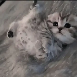 🍄 80ee3aa5 kitten, kat, schattig, dier, huisdier, fluffy, huiselijk, Scottish Fold telegram sticker