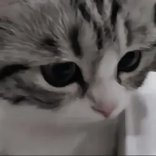 🍄 864b4e29 kat, dier, huisdier, schattig, kitten, huiselijk, katachtig telegram sticker