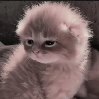 🍄 8b81e3e1 kat, kitten, schattig, dier, huisdier telegram sticker