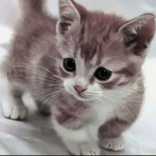 🍄 8ffd7636 kitten, kat, schattig, dier, huisdier, huisdier, kleine kat, katachtig telegram sticker