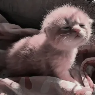 🍄 91a6d6b0 kitten, kat, jong dier, schattig, huisdier, dier telegram sticker
