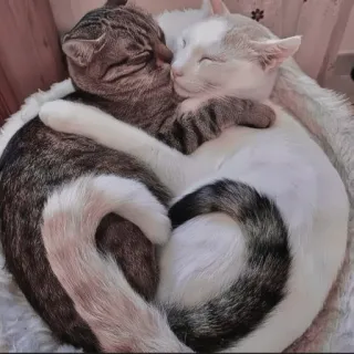 🍄 95ac9ebb katten, dieren, vriendschap, liefde, schattig, huisdieren, huisdieren telegram sticker