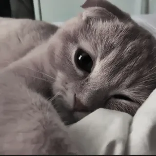 🍄 95c1117f kat, huisdier, lief, dier, kitten telegram sticker