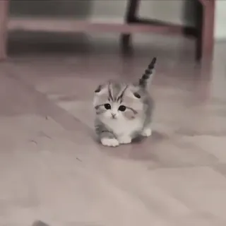 🍄 95d32c70 kat, kitten, dier, schattig, huisdier, katachtig, huiskat telegram sticker