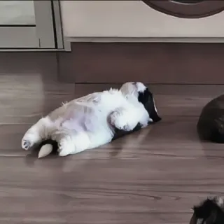 🍄 9925189f hond, puppy, schattig, huisdier, dier, grappig, lief telegram sticker