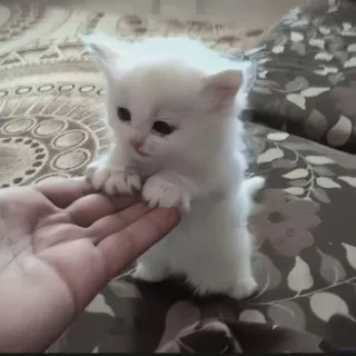 🍄 9ae65139 kitten, kat, schattig, dier, huisdier, wit, fluffy telegram sticker