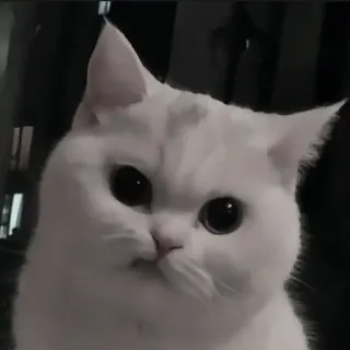 🍄 9b248994 kat, witte kat, dier, huisdier, schattig, huiskat telegram sticker