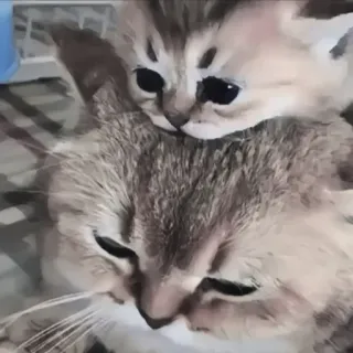 🍄 9c0a9692 kat, kitten, dier, huisdier, schattig, katachtig telegram sticker