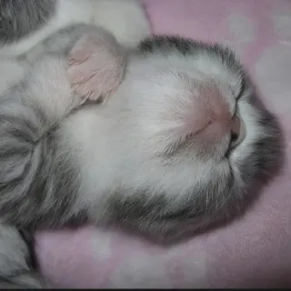 🍄 9e816a07 kat, kitten, slapen, dier, huisdier, schattig, huiselijk telegram sticker