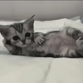 🍄 a462fd89 kat, kitten, dier, schattig, huiskat, huisdier telegram sticker