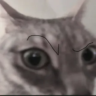 🍄 a9b2bc18 kat, dier, huisdier, oog, katachtig telegram sticker