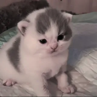 🍄 acbfcfc2 kitten, kat, schattig, dier, huisdier, jong, baby telegram sticker