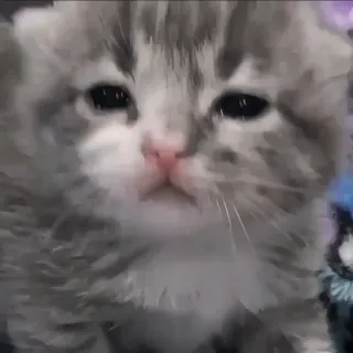 🍄 acebc66f kitten, kat, schattig, huisdier, dier, grijs telegram sticker