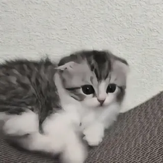 🍄 b0a115b9 kitten, kat, schattig, scottish fold, dier telegram sticker
